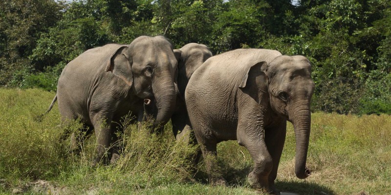 2010-12-08+-+CRW+-+Elephants+-+3+Elephants+walking